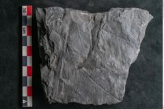 Foto (Detailansicht) von Annularia minuta Brongniart (NHMW-GEO-2024-0188-11012)